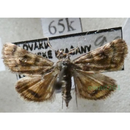 Aporodes floralis (Hübner, 1809) Slovakia65k